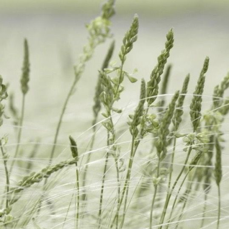 ריחות מסביב לעולם